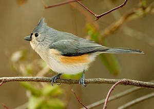 Tufted Titmouse Research 01